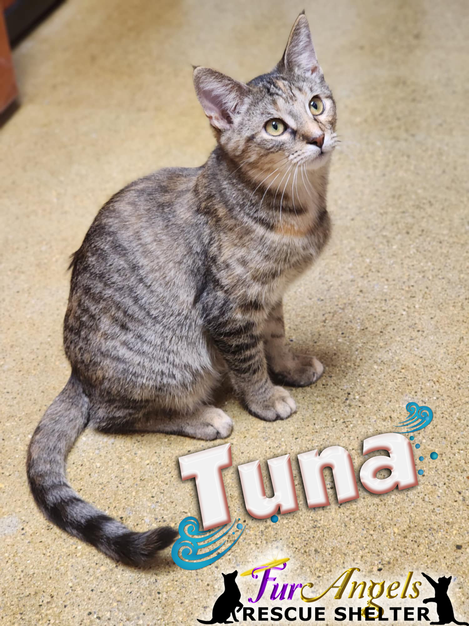 Tuna, Baby Female Domestic Short Hair