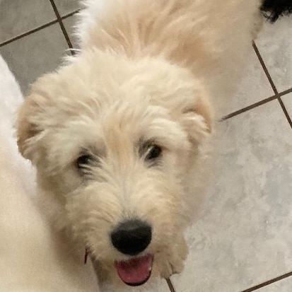 Jojo (TX), a Adopted mixed breed in Houston, TX image 1/5