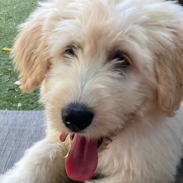 Jojo (TX), a Adopted mixed breed in Houston, TX image 2/5