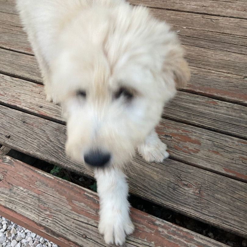 Jojo (TX), Adopted, Puppy Female Wheaten Terrier & Irish Wolfhound.