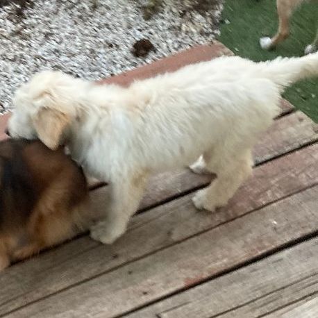 Jojo (TX), a Adopted mixed breed in Houston, TX image 4/5