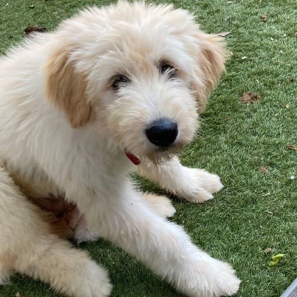 Jojo (TX), a Adopted mixed breed in Houston, TX image 5/5