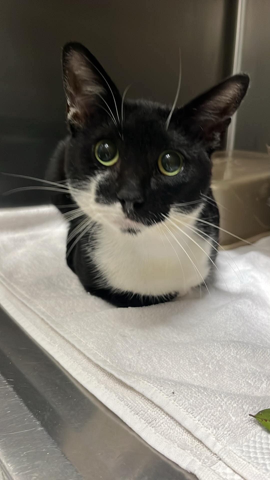 Enlarge Unknown, a Adoptable Domestic Short Hair in Burgaw, NC image 1/1