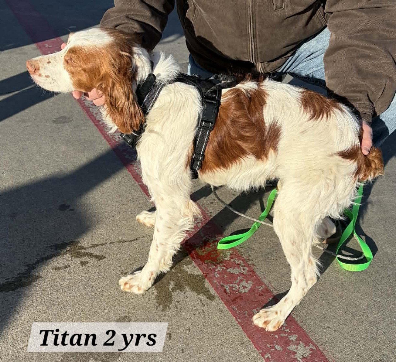 Enlarge KS/Titan aka Otis  (MO), a Adopted Brittany Spaniel in Baldwinsville, NY image 1/3