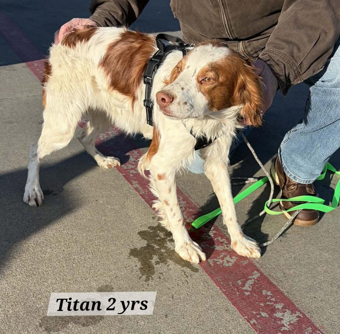 Enlarge KS/Titan aka Otis  (MO), a Adopted Brittany Spaniel in Baldwinsville, NY image 2/3