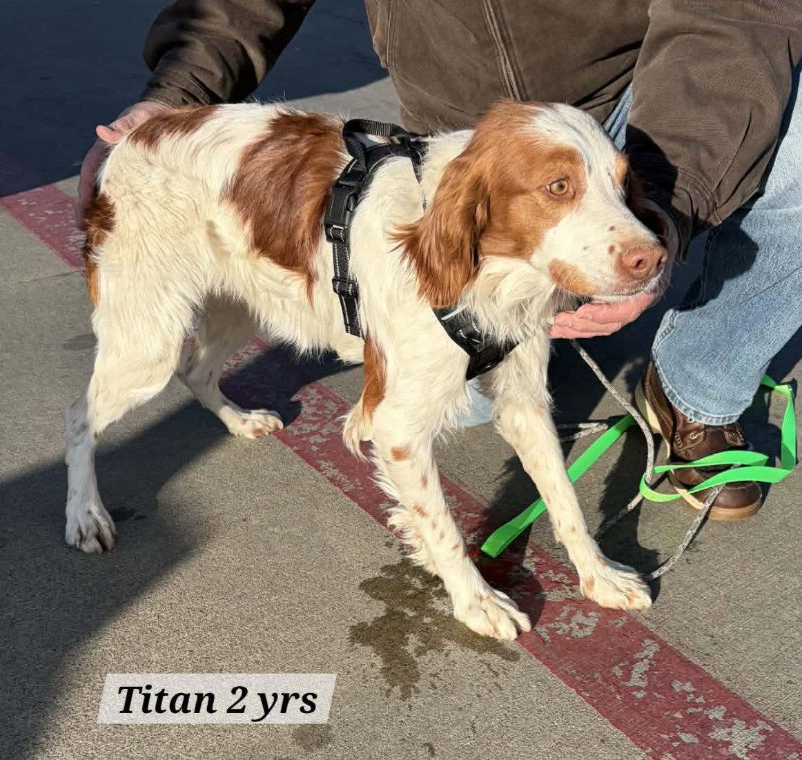 Enlarge KS/Titan aka Otis  (MO), a Adopted Brittany Spaniel in Baldwinsville, NY image 3/3