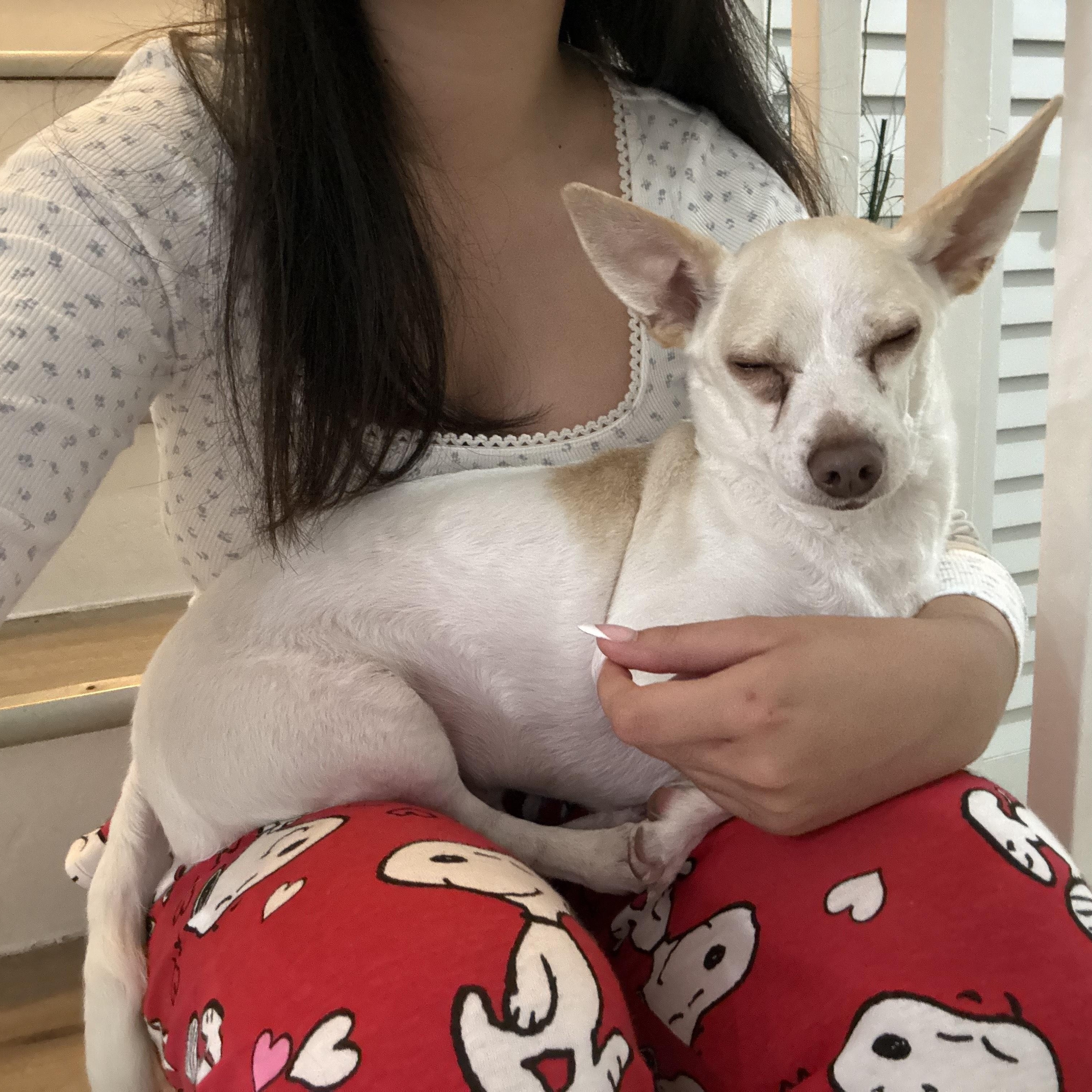 Blake, a ADOPTABLE mixed breed in Miramar, FL image 3/4