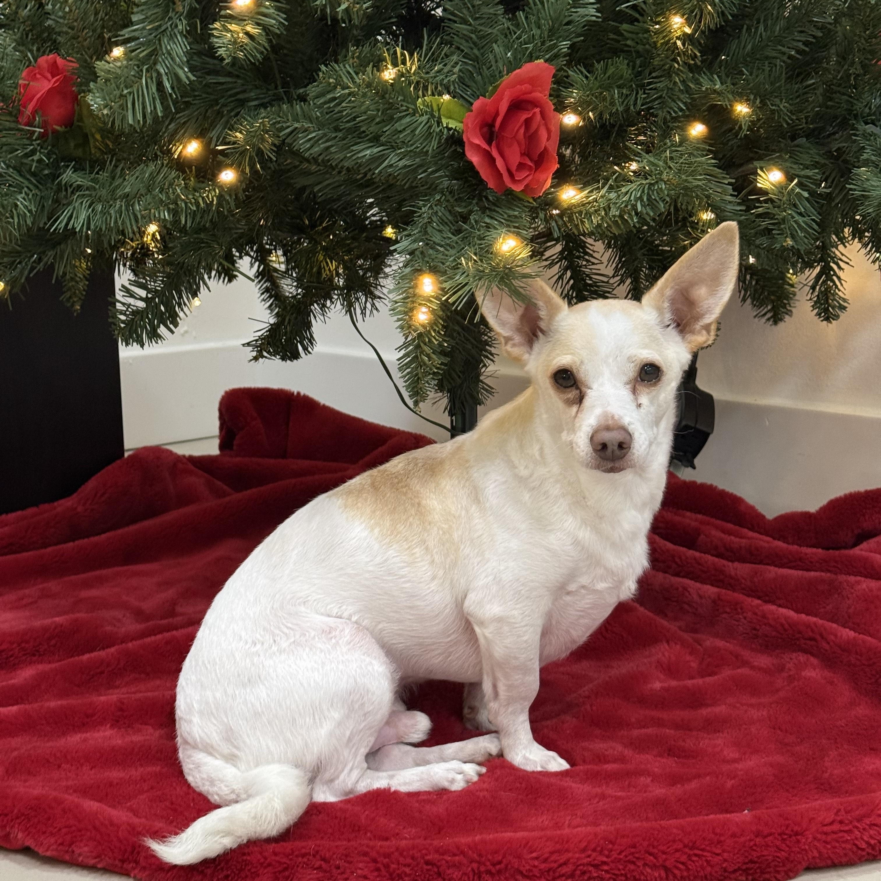 Blake, a ADOPTABLE mixed breed in Miramar, FL image 1/4