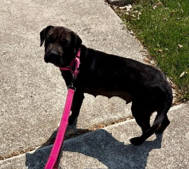 Enlarge Zena, an adopted mixed breed in Orland Park, IL image 3/6