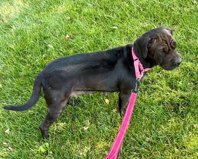 Enlarge Zena, an adopted mixed breed in Orland Park, IL image 6/6