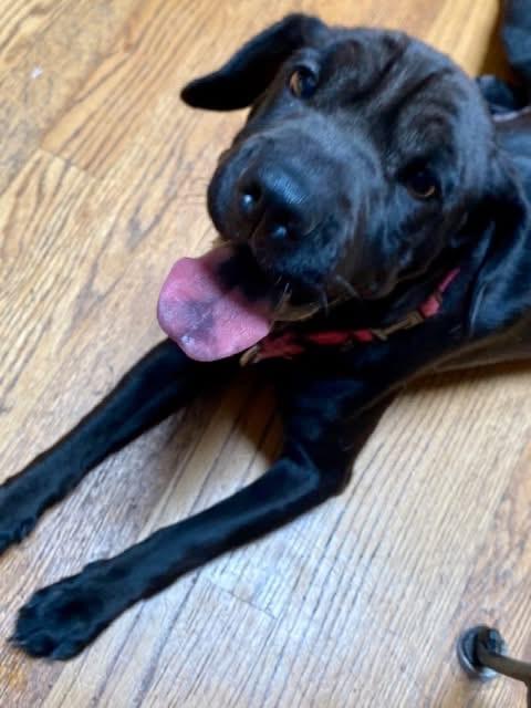 Enlarge Zena, an adopted mixed breed in Orland Park, IL image 5/6