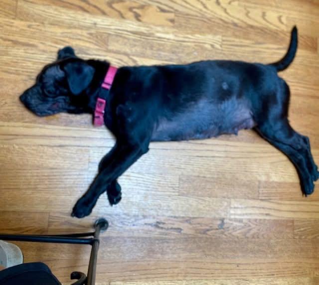 Enlarge Zena, an adopted mixed breed in Orland Park, IL image 4/6