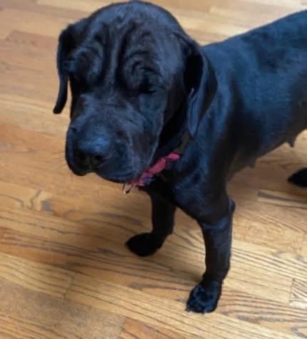 Enlarge Zena, an adopted mixed breed in Orland Park, IL image 1/6