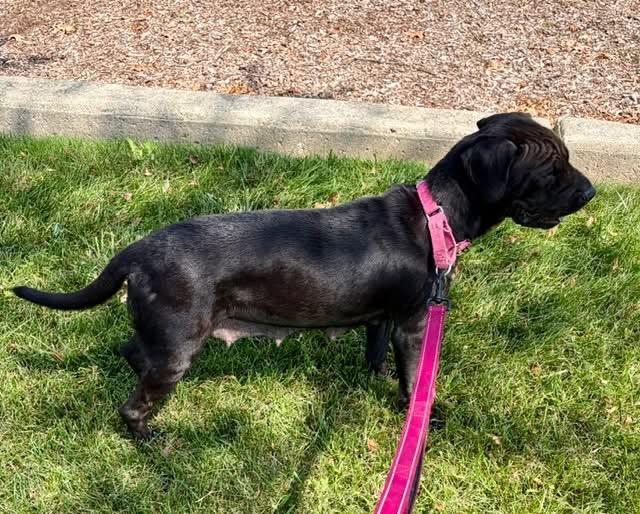 Enlarge Zena, an adopted mixed breed in Orland Park, IL image 2/6