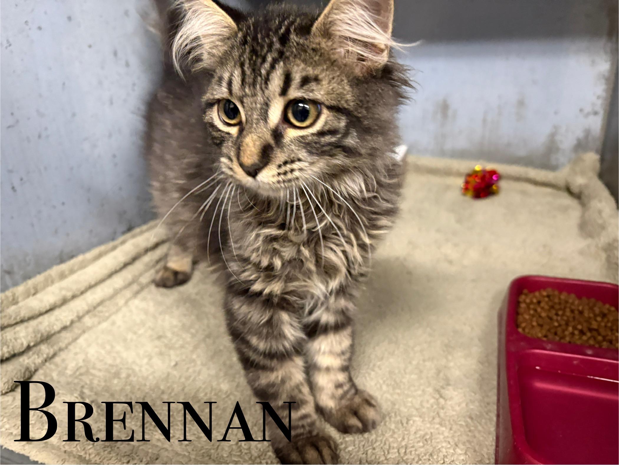 Brennan, an adoptable Domestic Long Hair in Craig, CO, 81625 | Photo Image 1