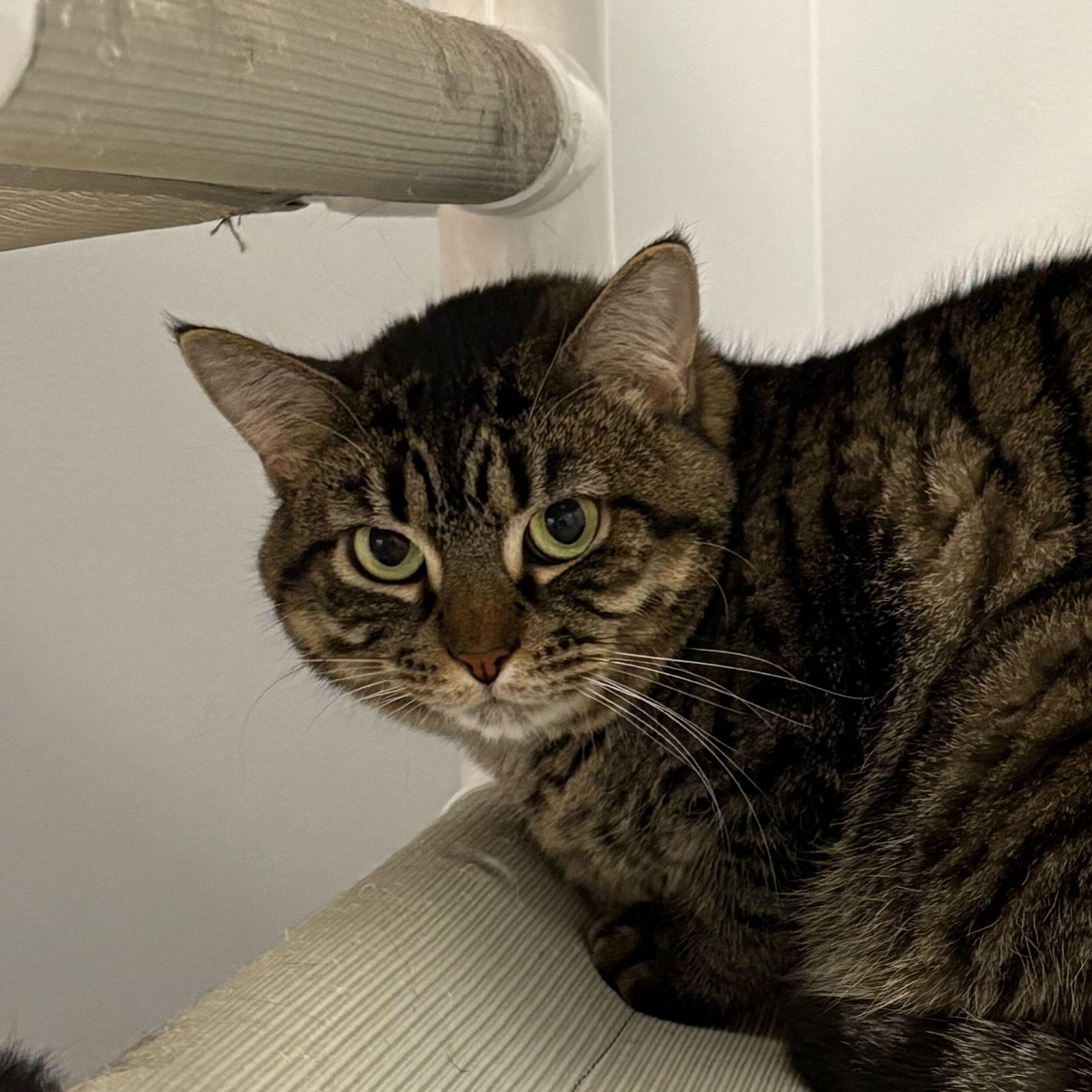 Polly, Young Female Domestic Short Hair