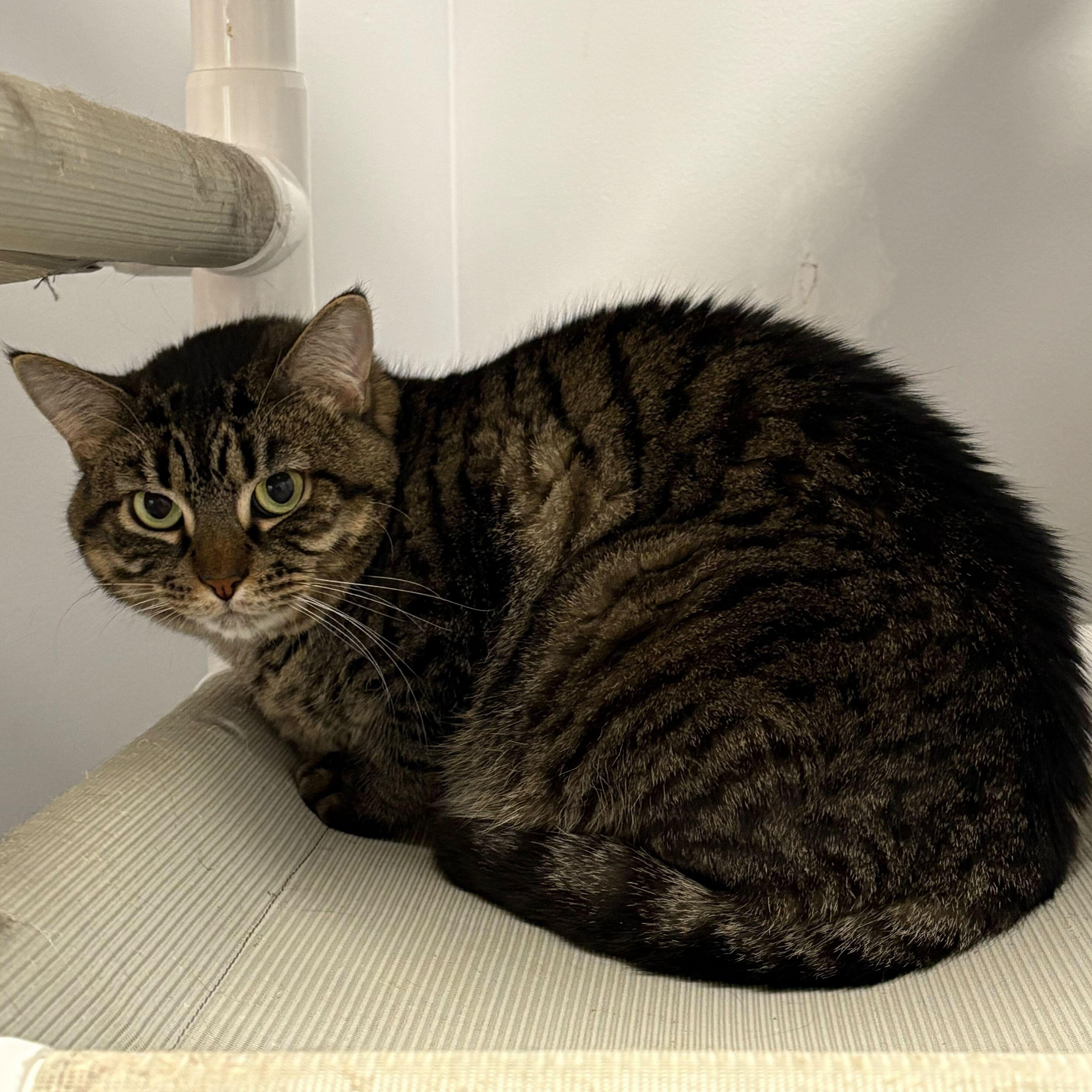 Enlarge Polly, a Adoptable Domestic Short Hair in North Haven, CT image 2/3