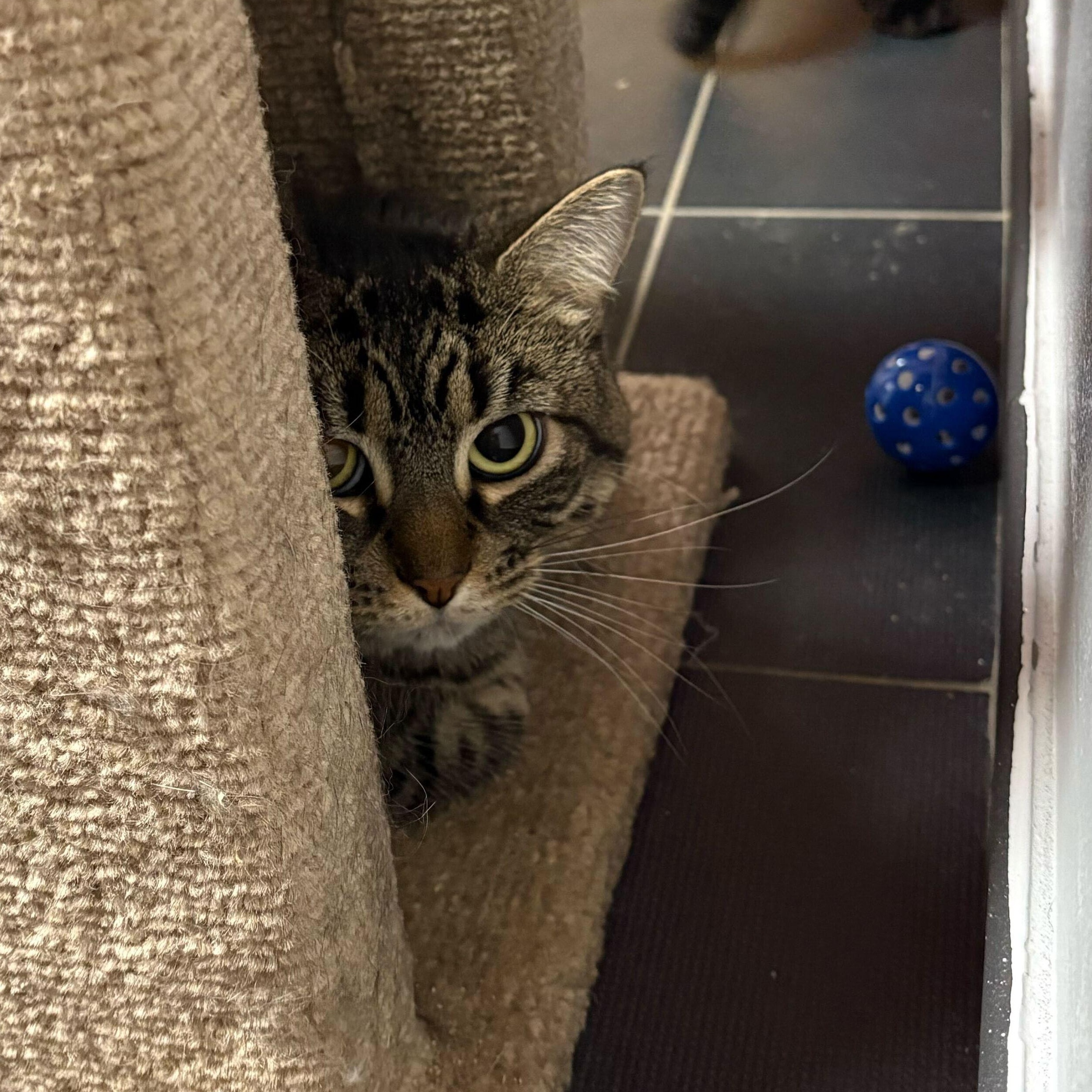 Enlarge Polly, a Adoptable Domestic Short Hair in North Haven, CT image 3/3