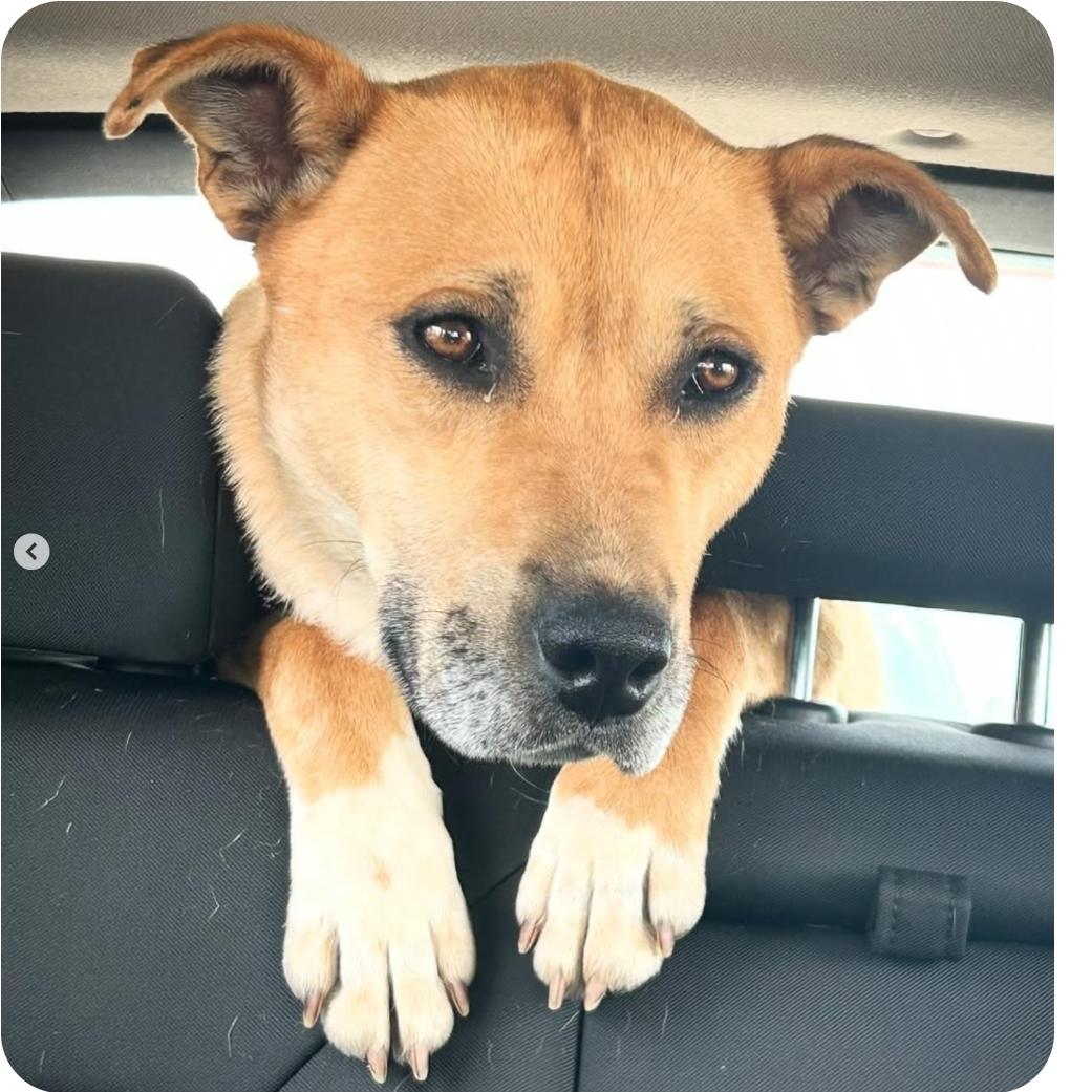 Dog for adoption - Rizz, a Labrador Retriever Mix in Winnipeg, MB ...