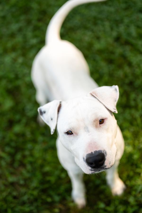 St. Thomas, Adoptable, Adult Male Pit Bull Terrier.