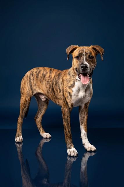 BOOKER T, Adoptable, Young Male Boxer & Mixed Breed.