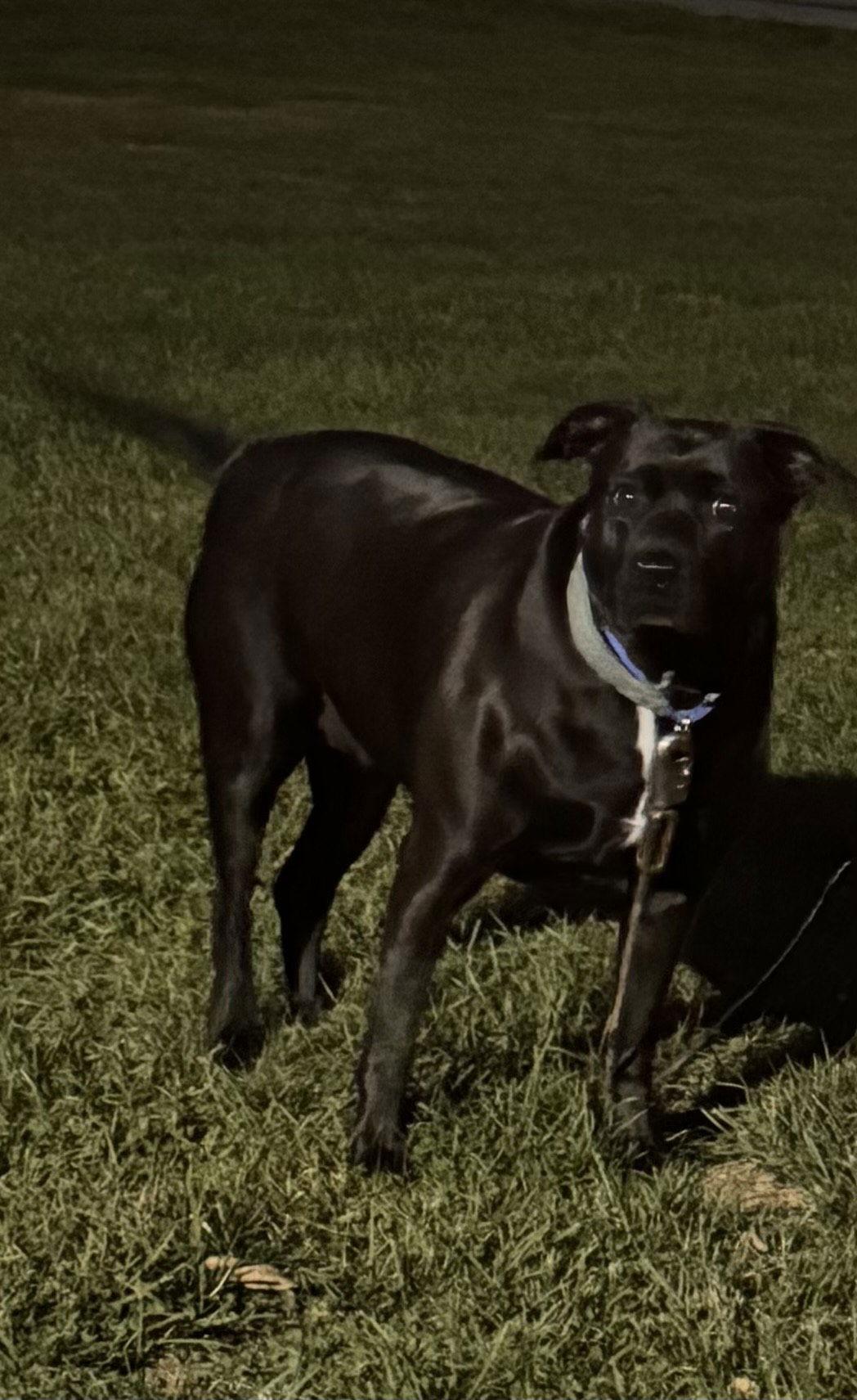 Tina Lu (Courtesy Listing), Adoptable, Young Female Labrador Retriever.