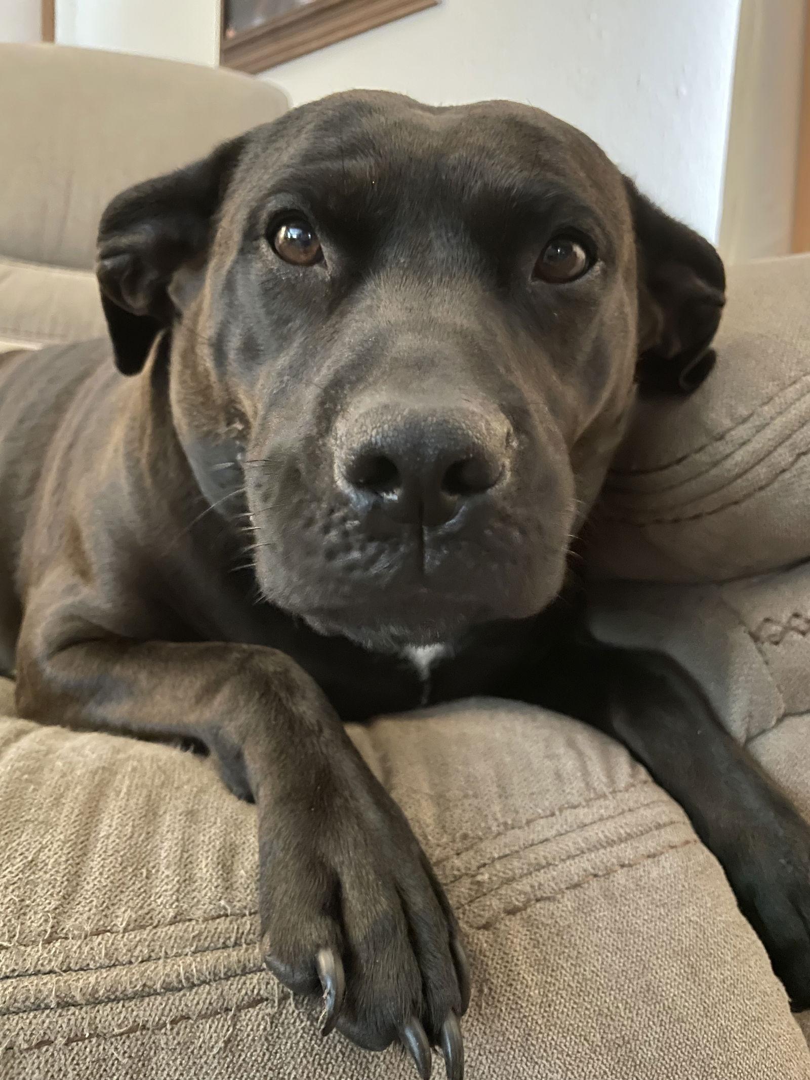 Tina Lu (Courtesy Listing), a Adoptable Labrador Retriever in Williamsburg, IA image 2/3