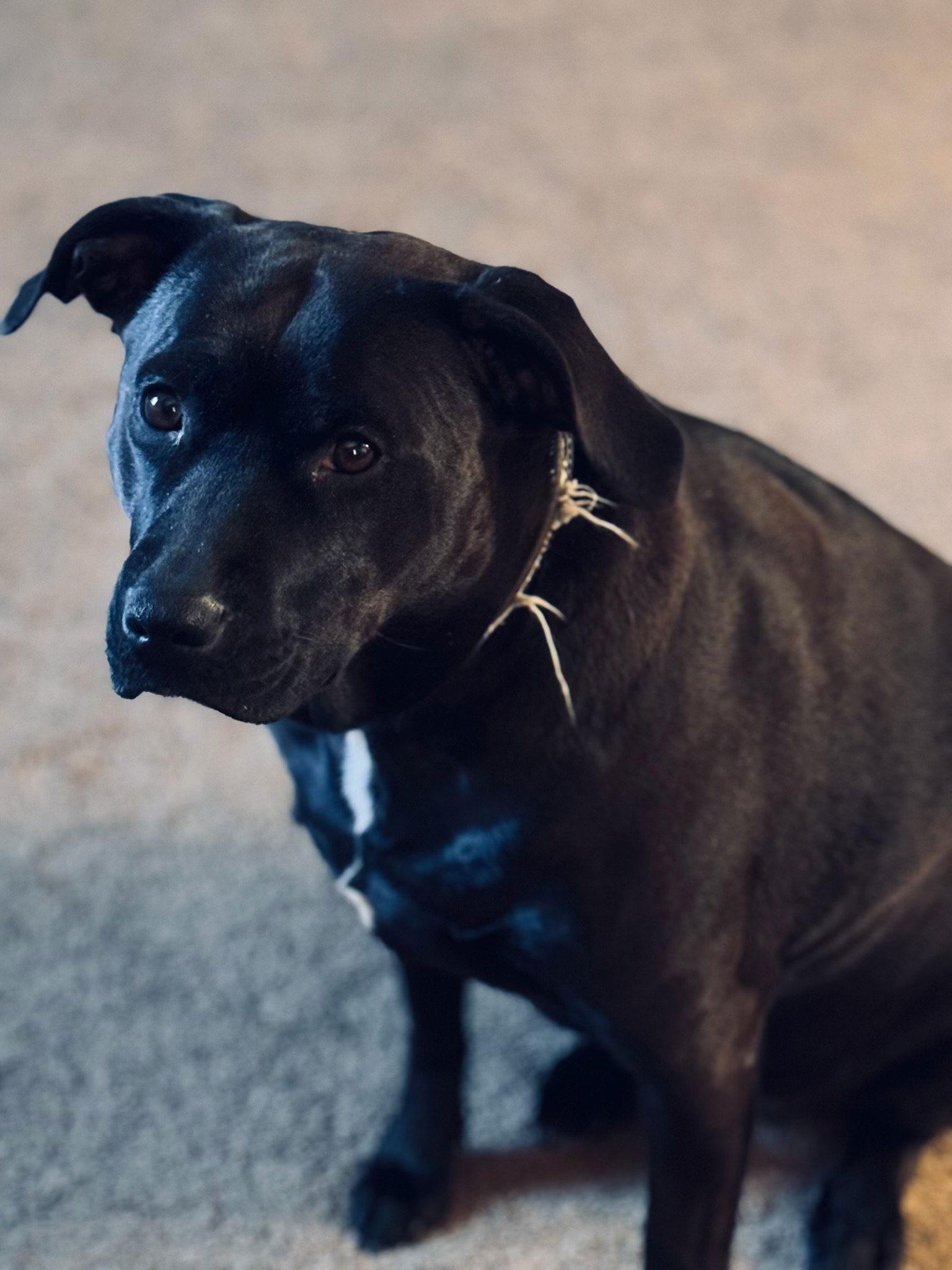 Tina Lu (Courtesy Listing), a Adoptable Labrador Retriever in Williamsburg, IA image 3/3