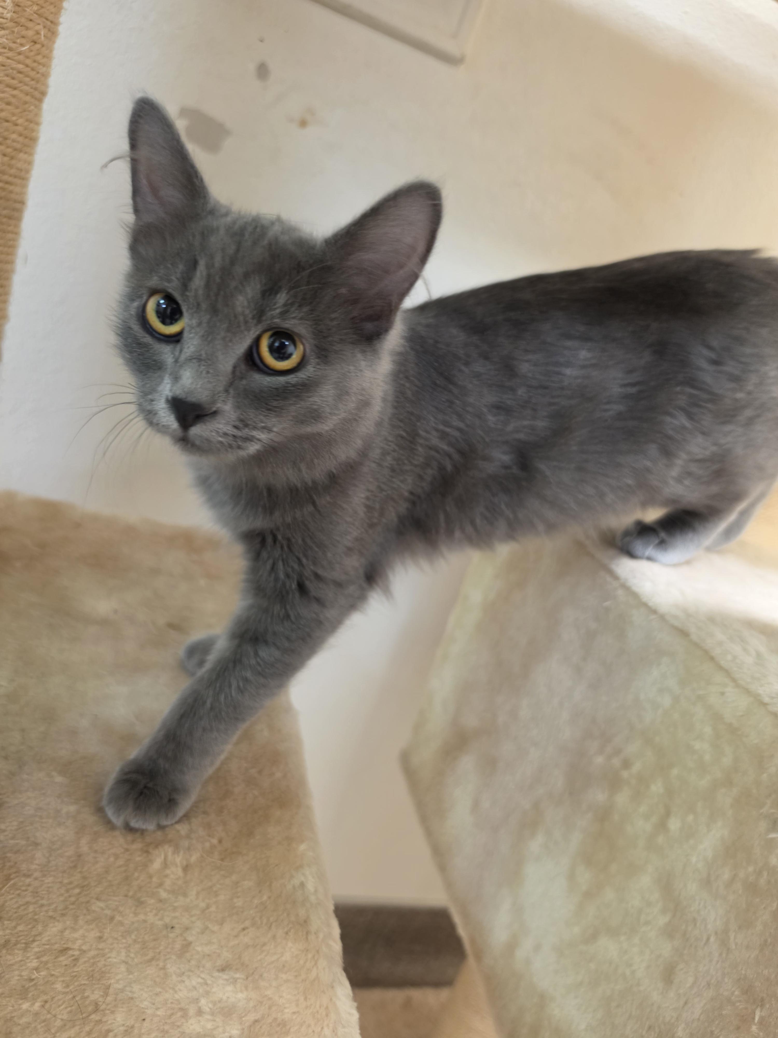 Enlarge Ash & Aspen, a Adoptable mixed breed in Pocatello, ID image 5/6