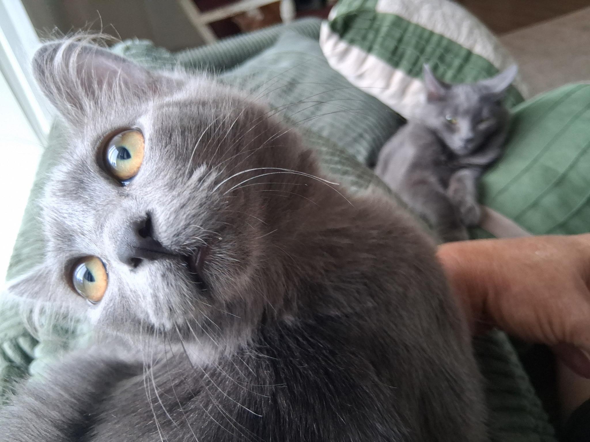 Enlarge Ash & Aspen, a Adoptable mixed breed in Pocatello, ID image 6/6