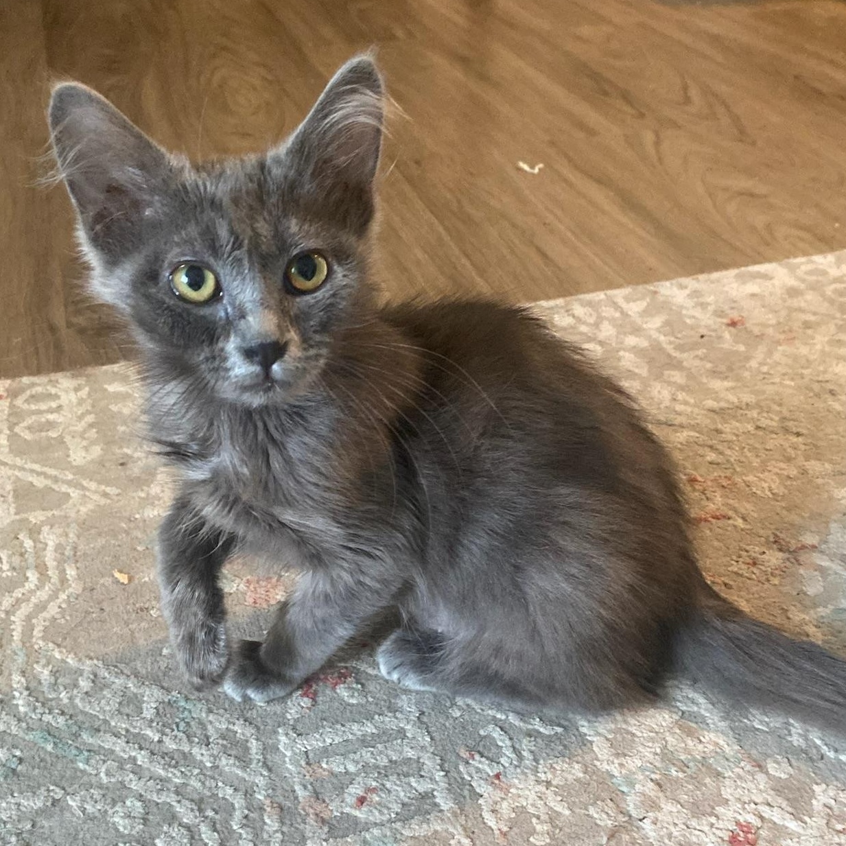 Enlarge Ash & Aspen, a Adoptable mixed breed in Pocatello, ID image 5/6