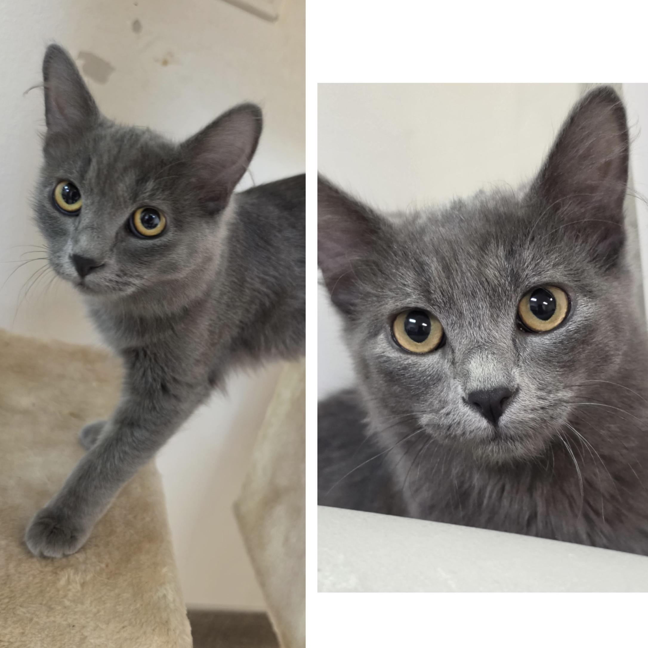 Ash & Aspen, Adoptable, Kitten Male Domestic Short Hair.