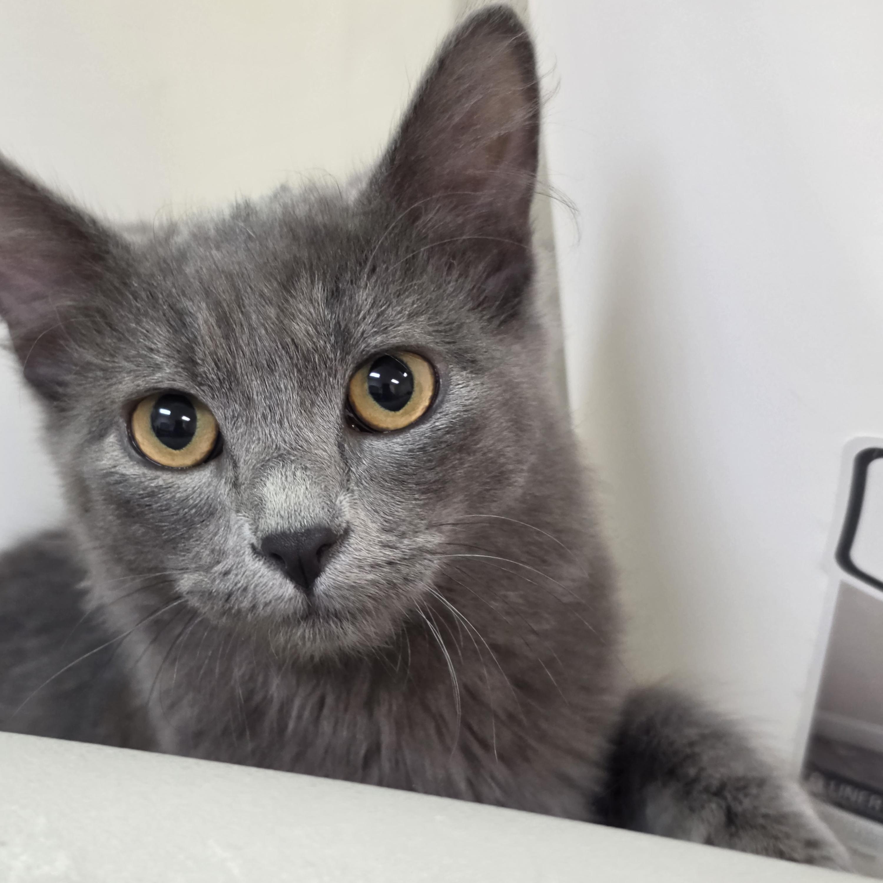 Enlarge Ash & Aspen, a Adoptable mixed breed in Pocatello, ID image 6/6