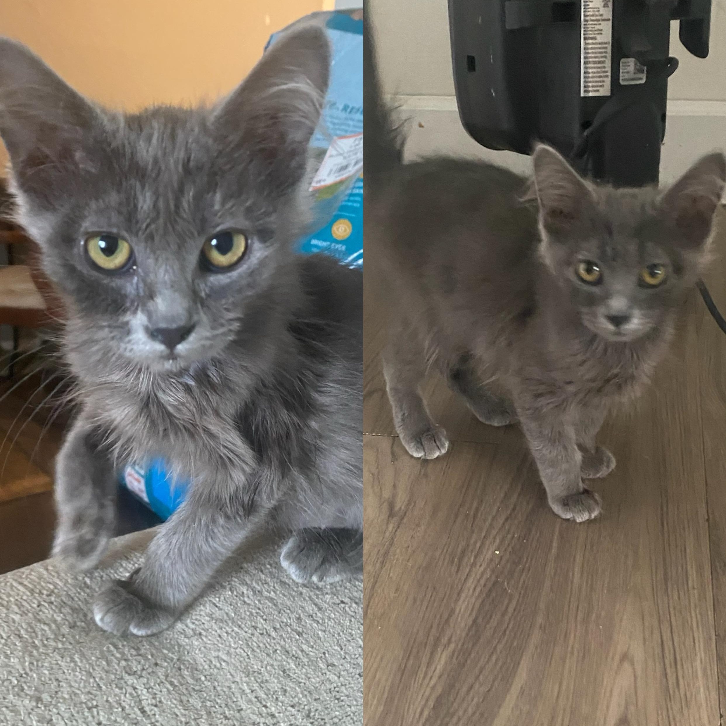 Enlarge Ash & Aspen, a Adoptable mixed breed in Pocatello, ID image 1/6