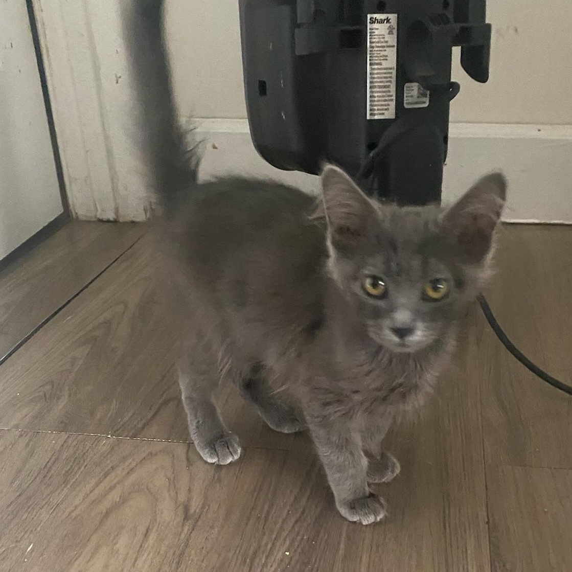 Enlarge Ash & Aspen, a Adoptable mixed breed in Pocatello, ID image 4/6