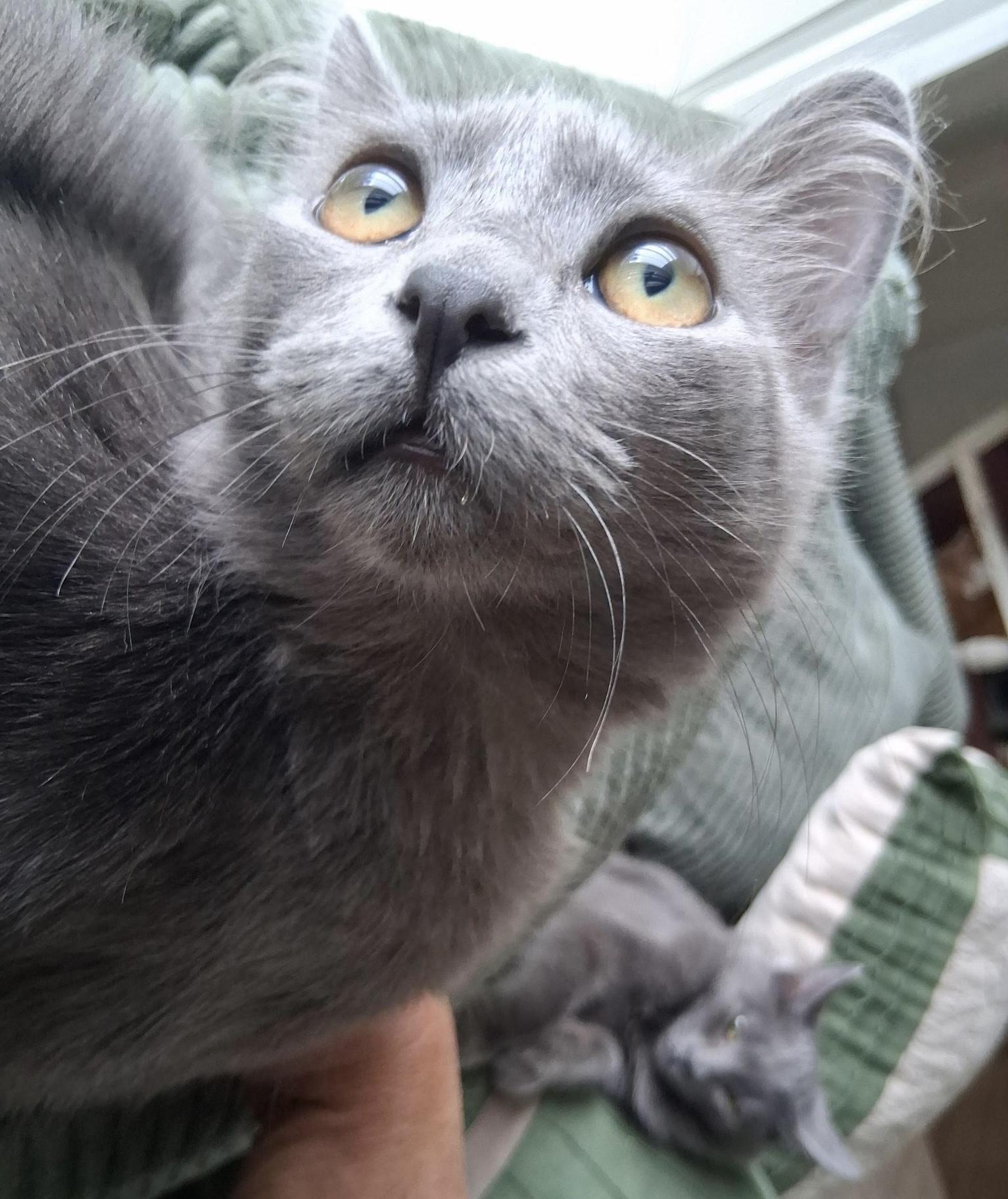 Enlarge Ash & Aspen, a Adoptable mixed breed in Pocatello, ID image 2/6
