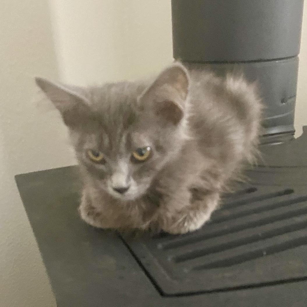 Enlarge Ash & Aspen, a Adoptable mixed breed in Pocatello, ID image 2/6