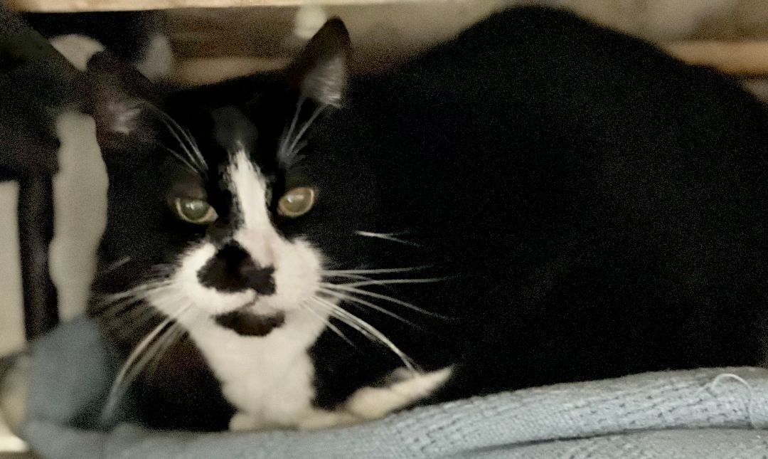 Enlarge Leighton, a Adoptable Tuxedo in Jackson, MO image 1/1