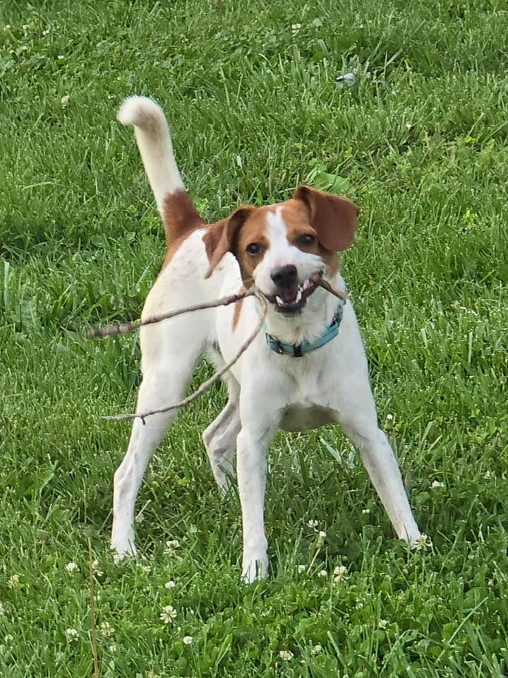Snoopy, a Adoptable mixed breed in Lee's Summit, MO image 1/3