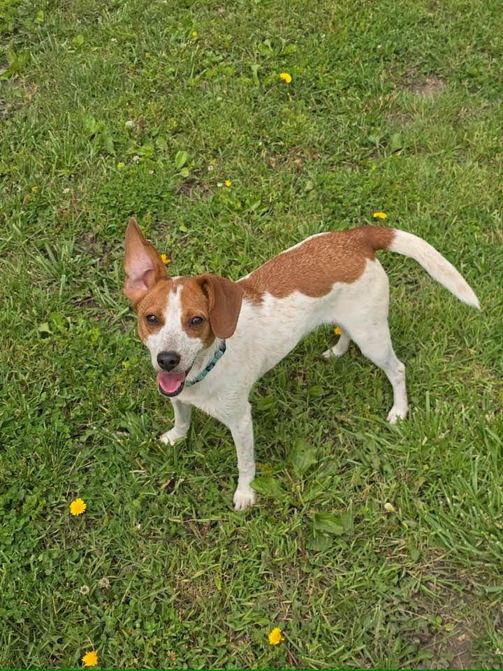 Snoopy, a Adoptable mixed breed in Lee's Summit, MO image 2/3