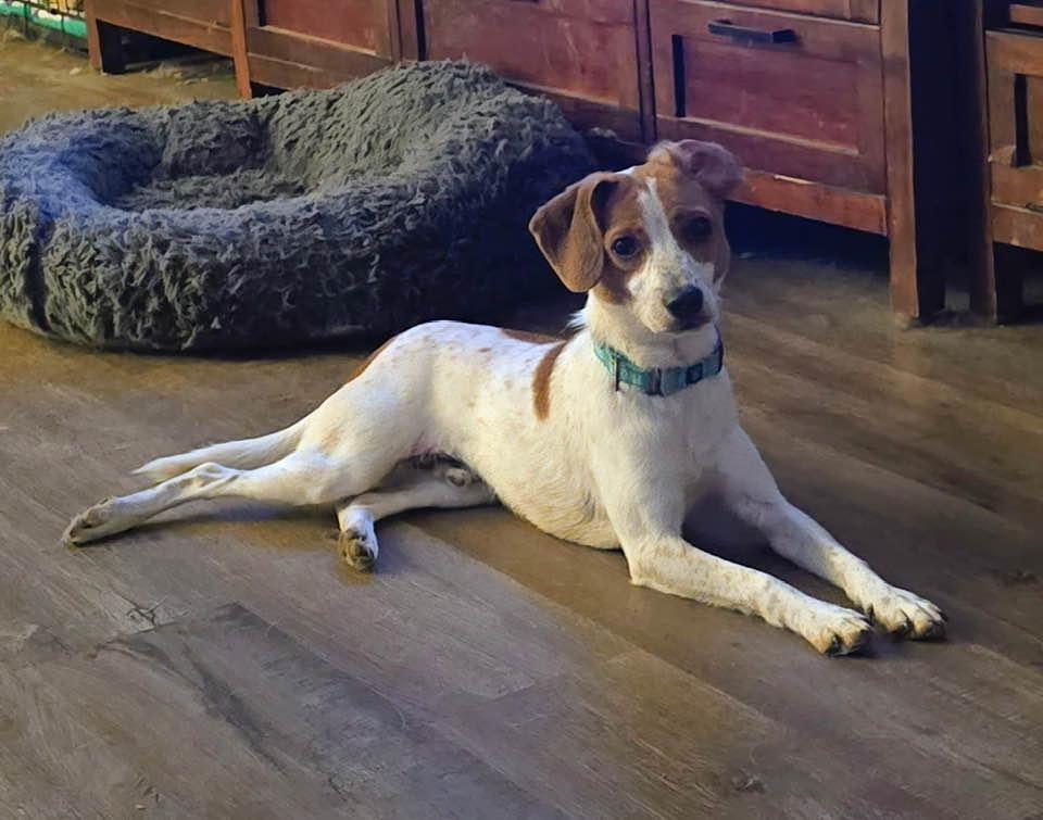 Snoopy, a Adoptable mixed breed in Lee's Summit, MO image 3/3