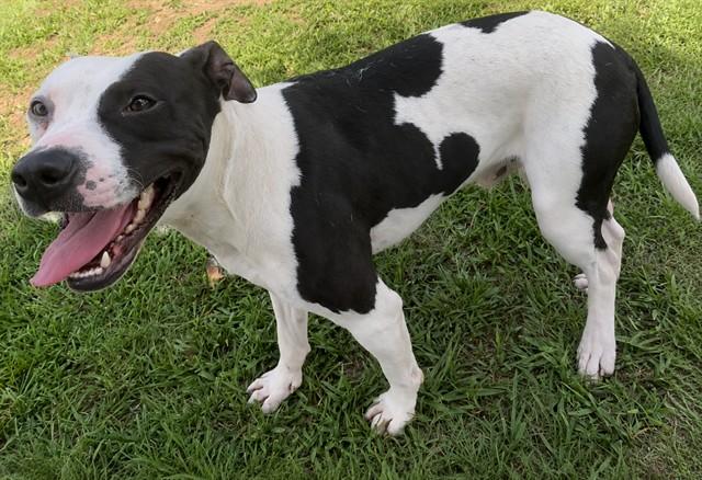 PERCY, Adoptable, Young Male Pit Bull Terrier.