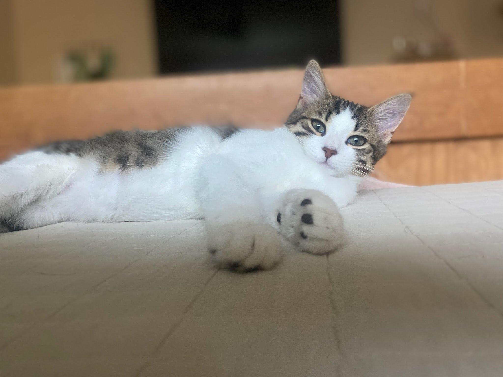 Enlarge Romeo (lovable & frisky), an adopted mixed breed in Orem, UT image 3/5