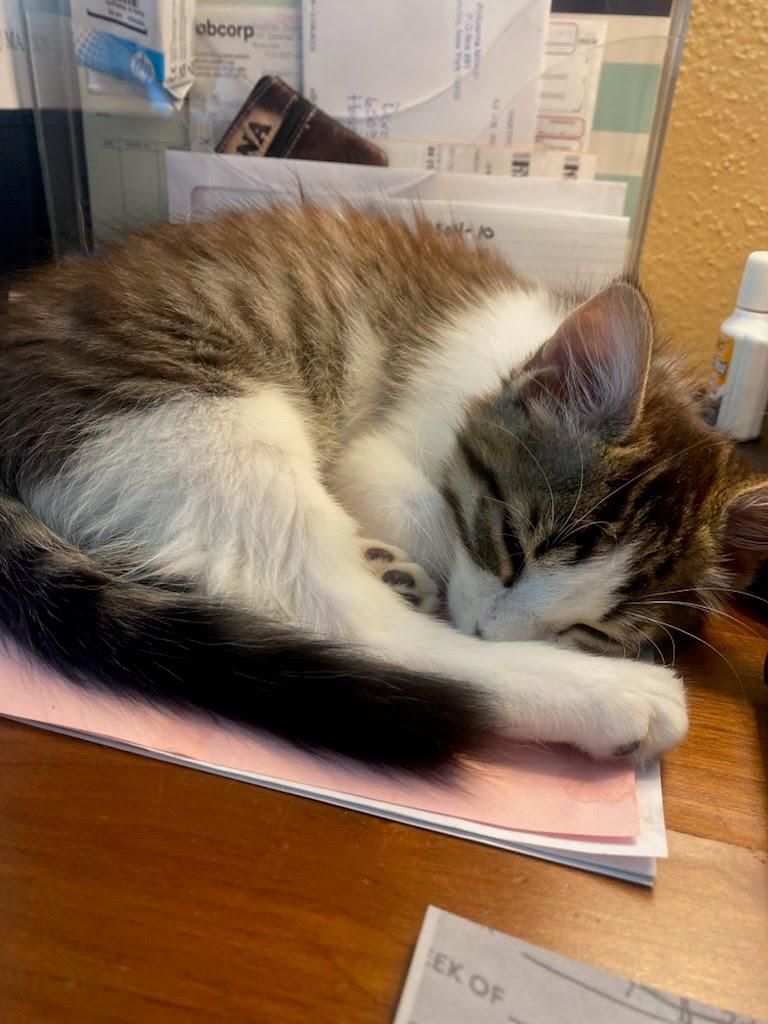 Enlarge Romeo (lovable & frisky), an adopted mixed breed in Orem, UT image 5/5