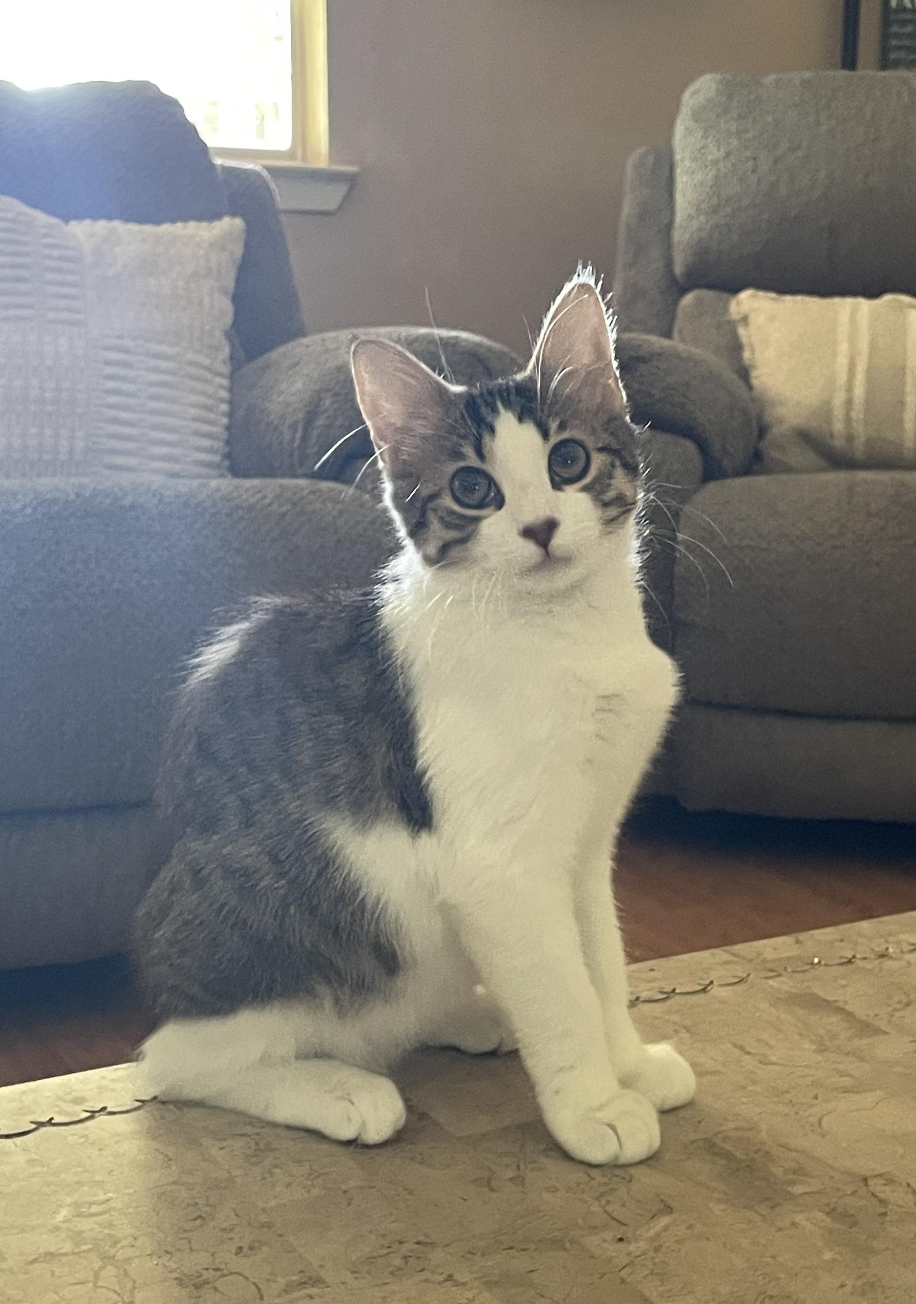 Enlarge Romeo (lovable & frisky), an adopted mixed breed in Orem, UT image 1/5