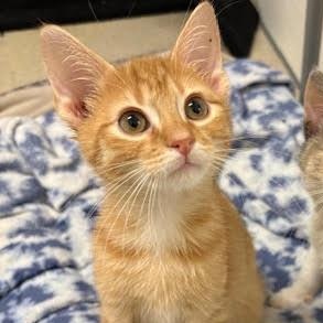 Enlarge Macaroni, a Adoptable Tabby in Centralia, IL image 2/2