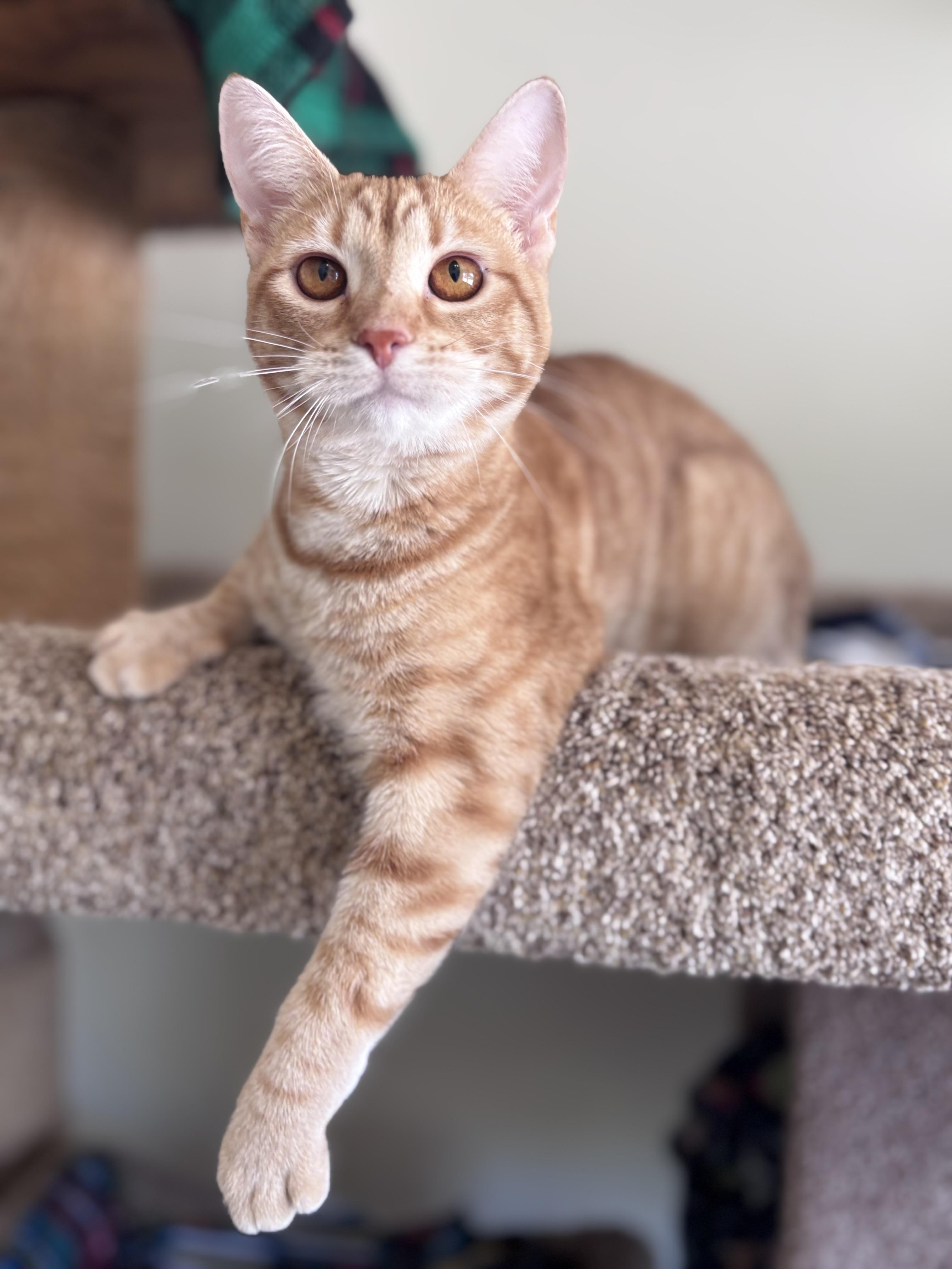 Macaroni, Adoptable, Young Male Tabby.