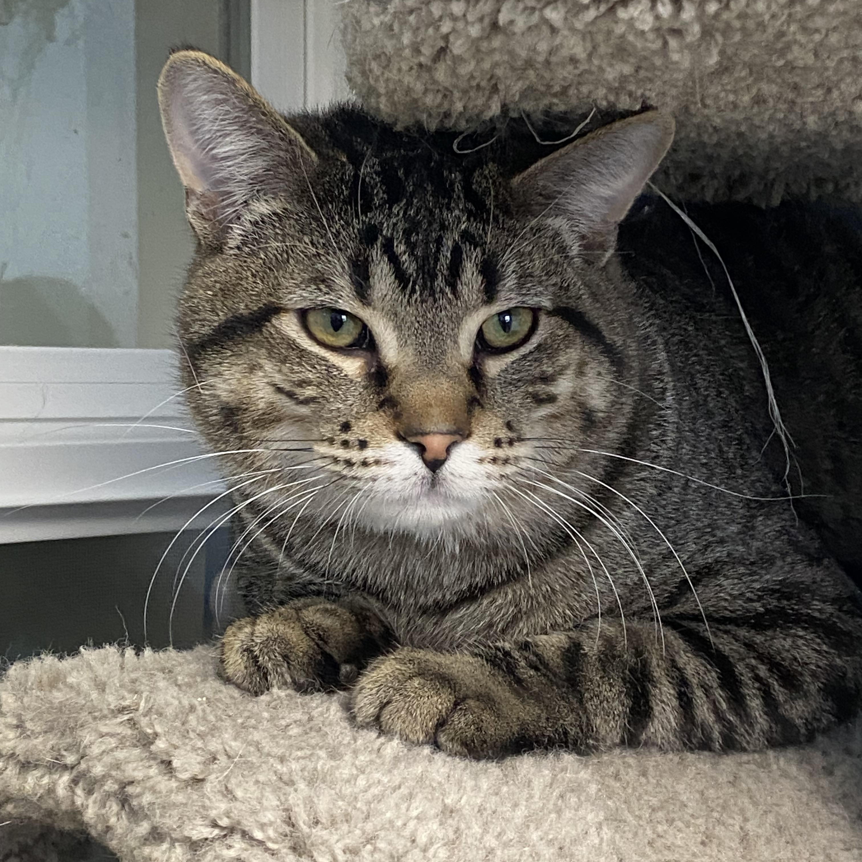 Charlie, a Adoptable Tabby in Choteau, MT image 1/2