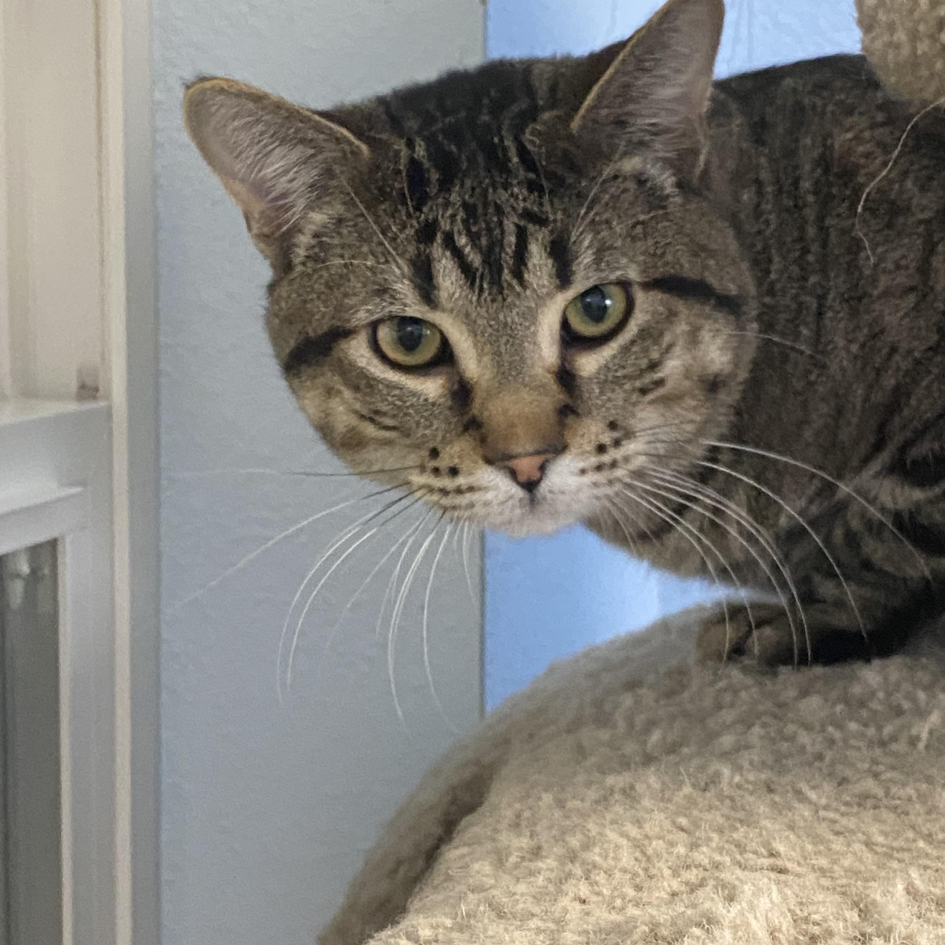 Charlie, a Adoptable Tabby in Choteau, MT image 2/2
