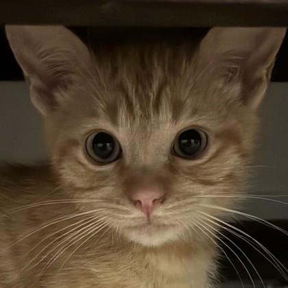 Denali, Adoptable, Kitten Male Domestic Short Hair & Domestic Short Hair.